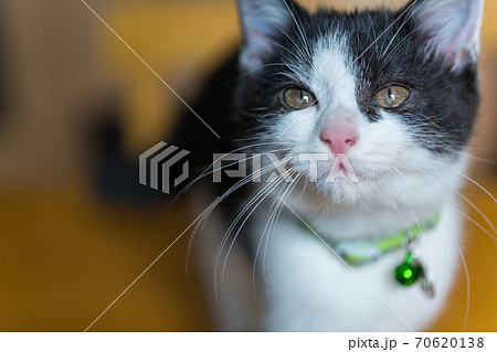 見つめる白黒の仔猫 見つめる白黒の仔猫 70620138