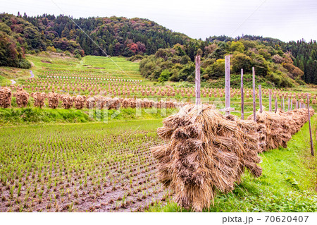 秋の景色 棚田で稲を天日干しする風景 秋の景色 棚田で稲を天日干しする風景 70620407
