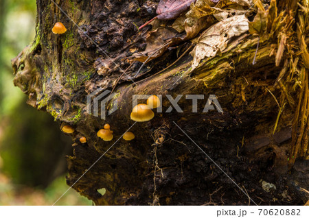 日本百名山　秩父両神山の景色 70620882