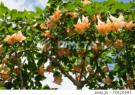 オレンジ色のエンジェルトランペットの花の写真素材