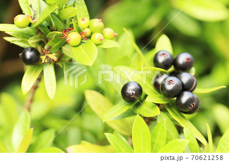 サンダンカの実 サンダンカの実 70621258