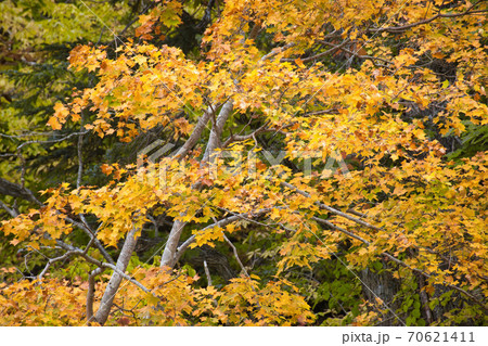 紅葉色づく恵庭渓谷 70621411