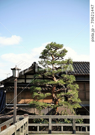 金沢 梅の橋 赤松 橋場町 旧家 街並み 秋 屋外 日本 緑 金沢 梅の橋 赤松 橋場町 旧家 街並み 秋 屋外 日本 緑 70621447