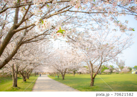 鹿児島県霧島市のふるさと河川公園の桜並木 鹿児島県霧島市のふるさと河川公園の桜並木 70621582