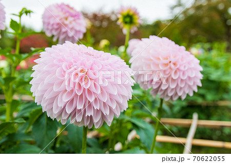 綺麗に咲くダリアの花 詩織 70622055