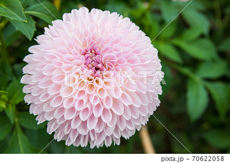 綺麗に咲くダリアの花 詩織 70622058