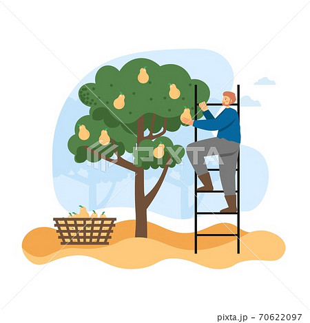 Autumn season. Man gardener, farmer picking ripe pears from tree in garden, flat vector illustration. 70622097