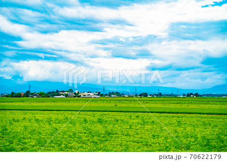 大崎市の田園風景と青空 大崎市の田園風景と青空 70622179