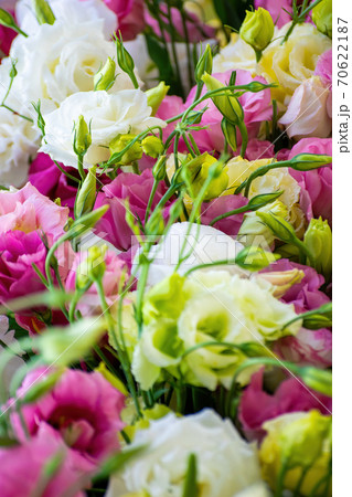 Eustoma flowers close-up blurred background 70622187