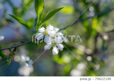Branch of a tree with white flower 70622190