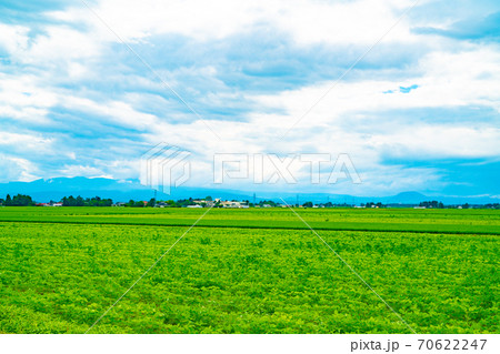 大崎市の田園風景と青空 大崎市の田園風景と青空 70622247