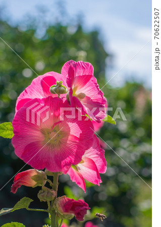 Bright crimson mallow flowers on a blurred background. Bright crimson mallow flowers on a blurred background. 70622507