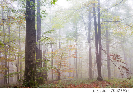 Autumn forest Autumn forest 70622955