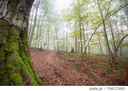 Autumn forest 70622960
