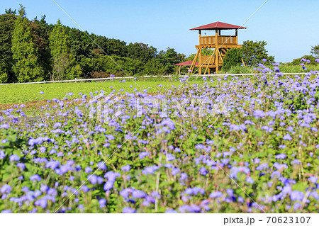 メナード青山リゾート 秋の花々が咲くハーブ園 メナード青山リゾート 秋の花々が咲くハーブ園 70623107