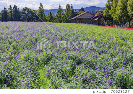 メナード青山リゾート　秋の花々が咲くハーブ園 70623127