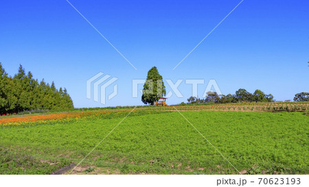 メナード青山リゾート　秋の花々が咲くハーブ園 70623193