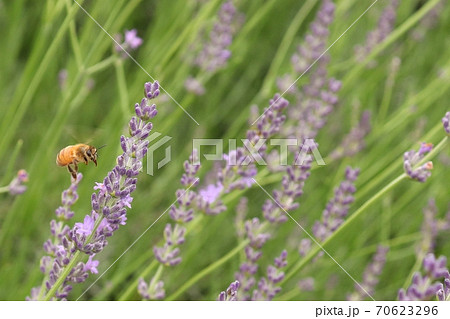ラベンダー畑で蜜を集めるセイヨウミツバチ ラベンダー畑で蜜を集めるセイヨウミツバチ 70623296