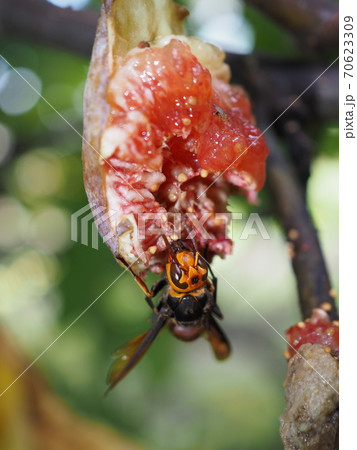イチジクの実を食べるヒメスズメバチ 70623309