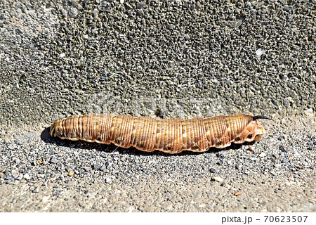 エビガラスズメの幼虫 エビガラスズメの幼虫 70623507