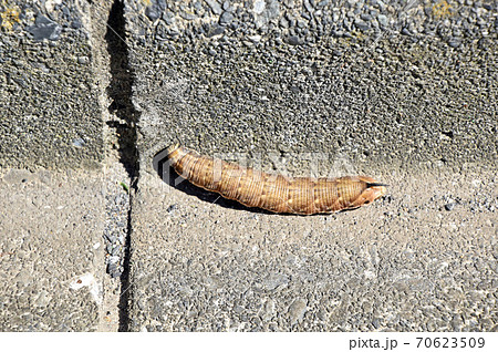 エビガラスズメの幼虫 エビガラスズメの幼虫 70623509