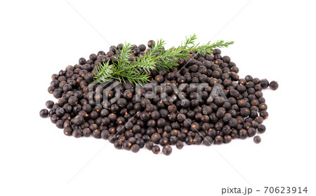 Dry juniper berries with green branch, isolated on white background. Common Juniper fruits. 70623914