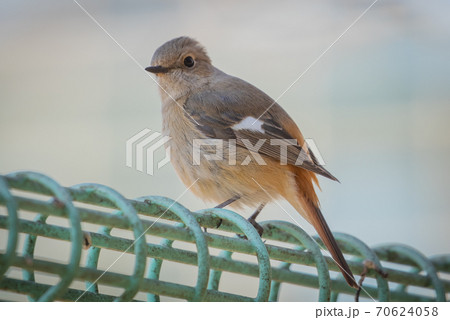 愛らしい仕草の冬鳥ージョウビタキ 70624058