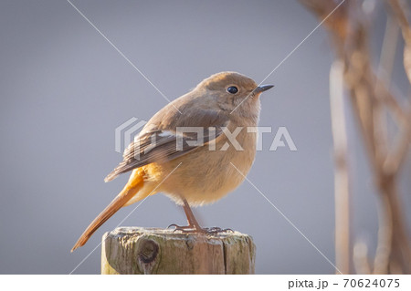 愛らしい仕草の冬鳥ージョウビタキ 70624075