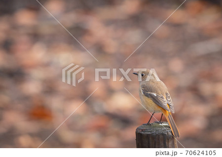 愛らしい仕草の冬鳥ージョウビタキ 70624105