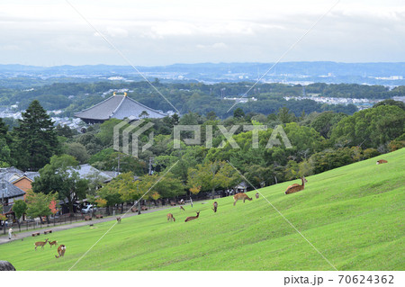 奈良・若草山の鹿と東大寺大仏殿 70624362