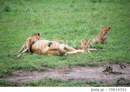 6月のケニアマサイマラ国立公園　昼寝する母ライオンの横で警戒する子ライオン 70624501