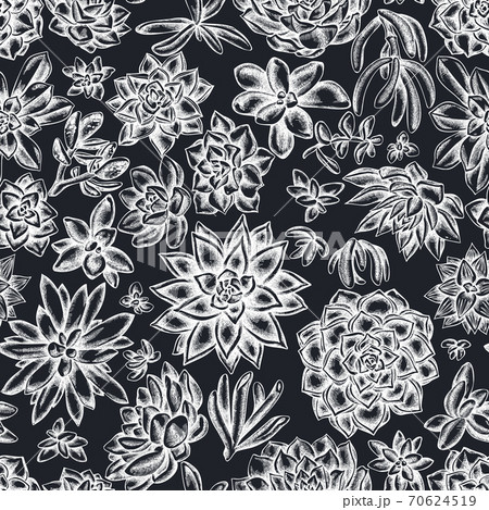 Seamless pattern with hand drawn chalk succulent echeveria, succulent echeveria, succulent 70624519