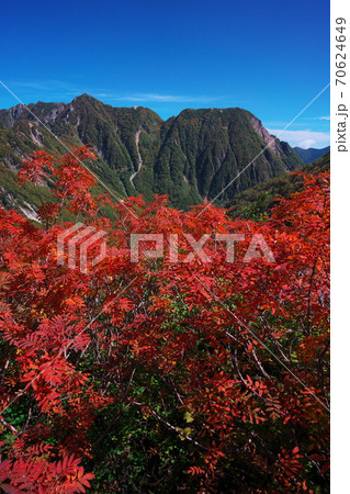 紅葉のナナカマドの天狗原から西岳と赤沢山を望む 紅葉のナナカマドの天狗原から西岳と赤沢山を望む 70624649
