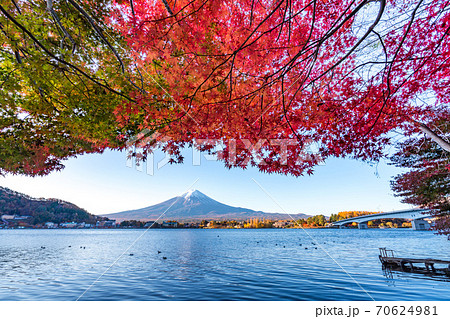 Colorful Autumn in Mount Fuji, Japan - Lake Kawaguchiko is one of the best places in Japan to enjoy Mount Fuji scenery of maple leaves changing color giving image of those leaves framing Mount Fuji. Colorful Autumn in Mount Fuji, Japan - Lake Kawaguchiko is one of the best places in Japan to enjoy Mount Fuji scenery of maple leaves changing color giving image of those leaves framing Mount Fuji. 70624981