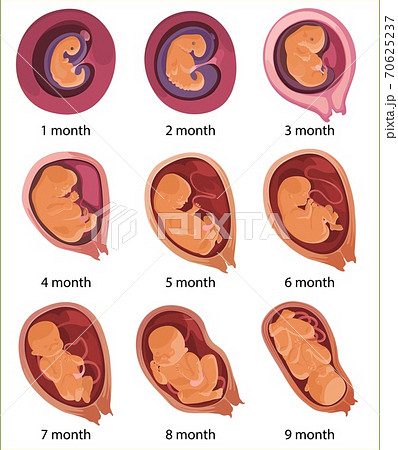 Human embryo evolution, flat vector...のイラスト素材 [70625237