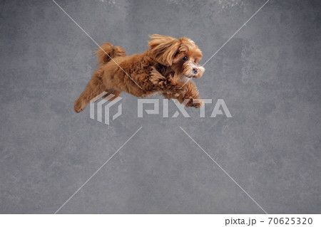 Studio shot of Maltipu dog isolated on grey studio background Studio shot of Maltipu dog isolated on grey studio background 70625320