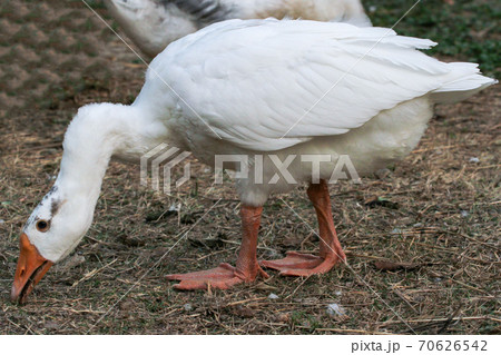 Duck eating grass on ground in garden Duck eating grass on ground in garden 70626542