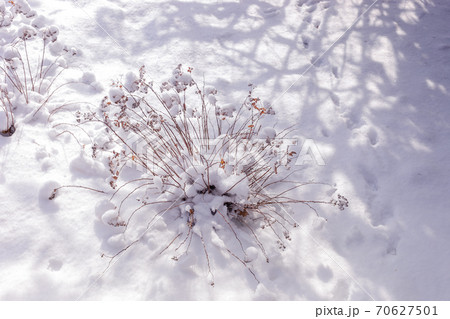 Natural winter background. Winter landscape of field with dried grass bush and trendy openwork shadows. Beautiful christmas or New Year background. Cold winter season. Top view. Selective focus. 70627501