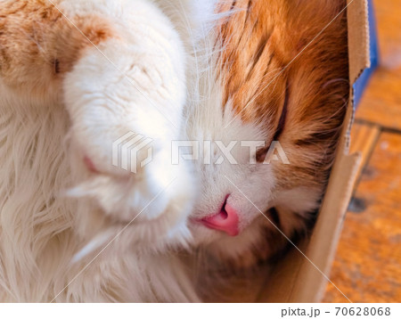 Red cat sleeps in box large Red cat sleeps in box large 70628068