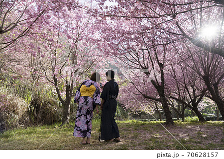 台湾 桜 さくら 70628157