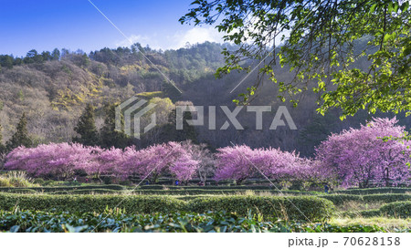 台湾 桜 さくら 70628158