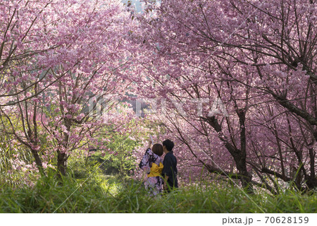 台湾 桜 さくら 70628159