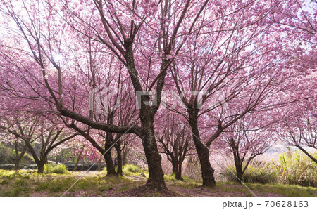 台湾 桜 さくら 70628163