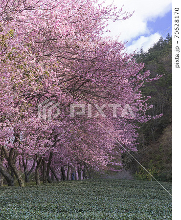 台湾 桜 さくら 70628170