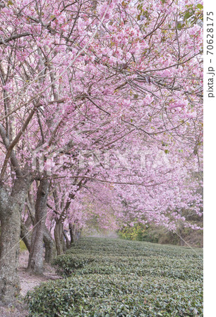台湾 桜 さくら 70628175
