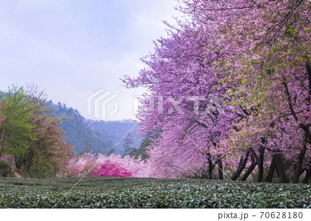 台湾 桜 さくら 70628180