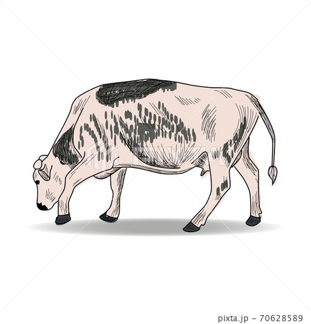 Cow, Hand drawn in a graphic style. Vintage engraving illustration for poster, web 70628589