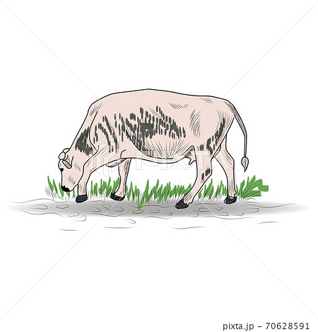 Cow, Hand drawn in a graphic style. Vintage engraving illustration for poster, web 70628591