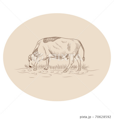 Cow, Hand drawn in a graphic style. Vintage engraving illustration for poster, web 70628592