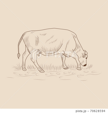 Cow, Hand drawn in a graphic style. Vintage engraving illustration for poster, web 70628594